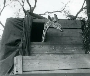 Eine junge Giraffe kommt im London Zoo an, Mai 1923